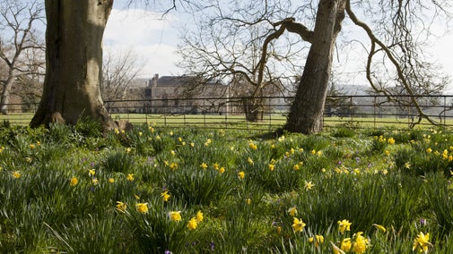Daffodils shining in the sun in the foreground, with a view of Lacock Abbey in the background.